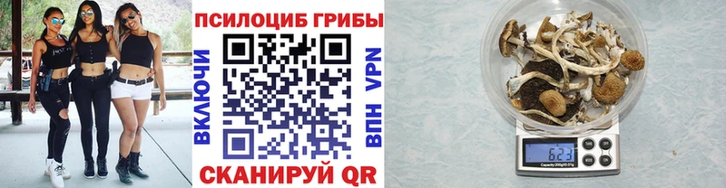 гидра ССЫЛКА  Светлогорск  Галлюциногенные грибы Psilocybe 